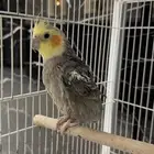 كروان للبيع