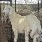 مشروع فحل بعمر 4شهور شق توم