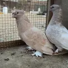 زوج حمام عراقي معاه بيضه الون نادر لون كريمي