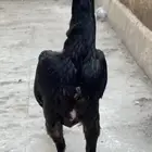 دجاجه شامو دجاجه فارسيه