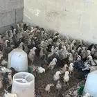 صوص بلدي وفيومي العمر 20يوم