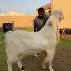تيس مطور ضغط عالي ( الأهل الزين )