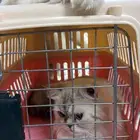 قطه هيمالايا انثى عمرها 7 شهور للبيع