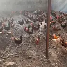 ديوك