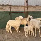 ضأن وليد 3 عليها 3 شرط من جميع العذريب