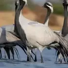 كرك اقرع ميت