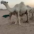 شمال عفيف
