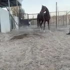 حصان