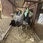 دجاج للبيع