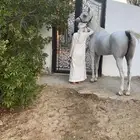 السلام عليكم عرض بيع فرس شعبيه شيخه بالركوب طربب وحارة