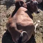 بقره مابعد استالدت