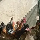 ديك بلدي شرط اذان وتلقيح (تم البيع)