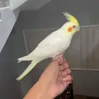 كروان لاتينو اليف