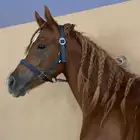 حصان واهو للبيع