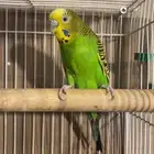 زوج بادجي بفرخه