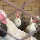 للبيع رومي   طيب بالحجم