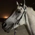 حصان الاسم براق