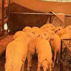 خرفان للبيع من غنم شهران
