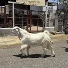 تيس عارضي ابيض صنف الصنف