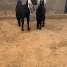 ( تم البيع ) جفرتين مشروكات