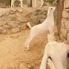 تيوس العمر شهر