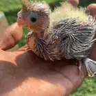 فرخين كروان تقبل الغر