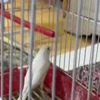 ذكر كناري ابيض