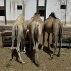 حشوان