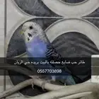 طير حب ضايع ببريده