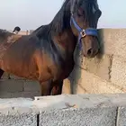 حصان للبيع كوميت