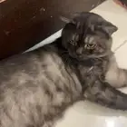 قط ذكر مهجن للتبني