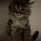 بشيلها ب اسرع وقت