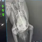 احتاج دكتور طيور