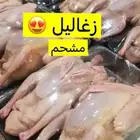 أنواع الحمام متوفر