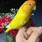 للبيع ببغاء نوادر الروز واليف مغرد