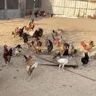دجاج وبط وحمام