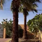 2 نخل امريكي