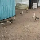 وز عراقي وبط