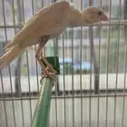 ذكر كناري كوبرا