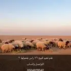 غنم نعيم للبيع