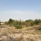 نخل خلاص للبيع
