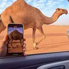 نشتري الأبل مقاني وقصب