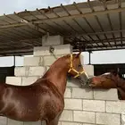 حصان فرنسي خط سرعه