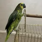 ببغاء امازوني بلو فرينتد