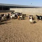 تيوس للبيع