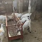 غنم ونعاج بلدي