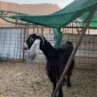 عنز متبع عارضيه