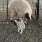 نعيم ولد تحتها رخل عمره بنته يومين سنه توه ثنيه طيبه