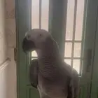 ببغاء كاسكو متكلم