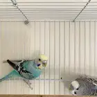 زوج طيور الحب بادجي متوالف وقريب انتاج شرط كل شي